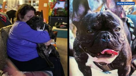 was french bulldog found.